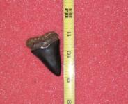 2-1/8" Fossil Great White